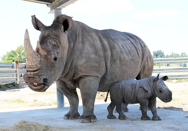 white rhino weight in pounds