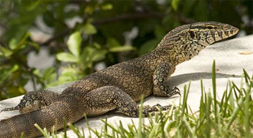 full grown nile monitor pet