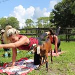 Goat Yoga (1)