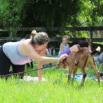 Goat Yoga (17)