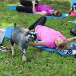 Goat Yoga (3)