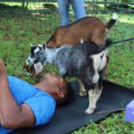 Goat Yoga (6)