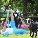 Goat Yoga (7)