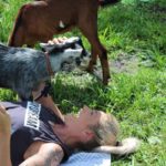 Goat Yoga (8)