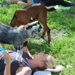 Goat Yoga (9)