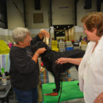 Dog Show (11)