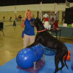 Dog Show (2)