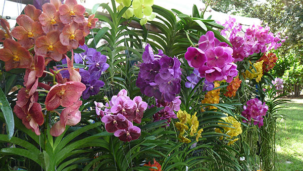 Exotic Plant & Orchid Sale At Mounts On Sept. 16-17 - Town-Crier Newspaper