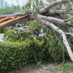 Well Irma Damage (29)