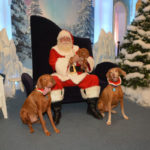 Santa Pets (4)