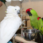 Parrot Party (14)