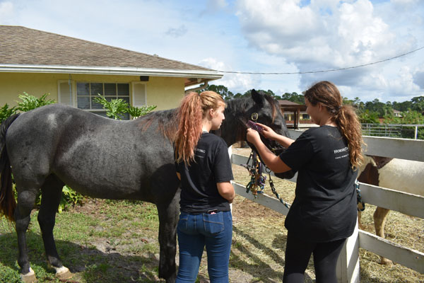 Nonprofit Horses That Help Hosts Yard & Tack Sale | Town-Crier Newspaper