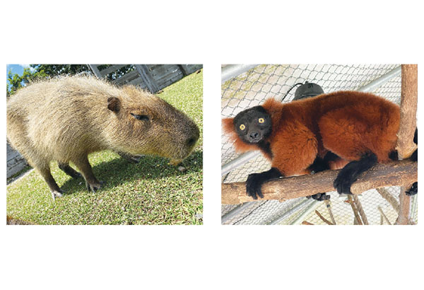 Jekca Capybara – Wellington Zoo Shop