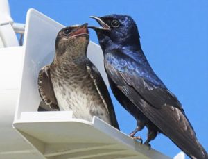 Purple Marlin Awareness Month Ceremony - Town-Crier Newspaper